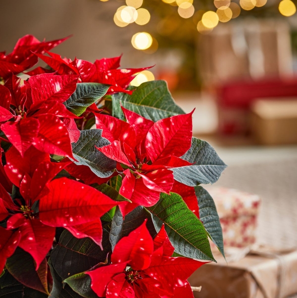 Christmas Flower Dedications Deadline Dec. 10th